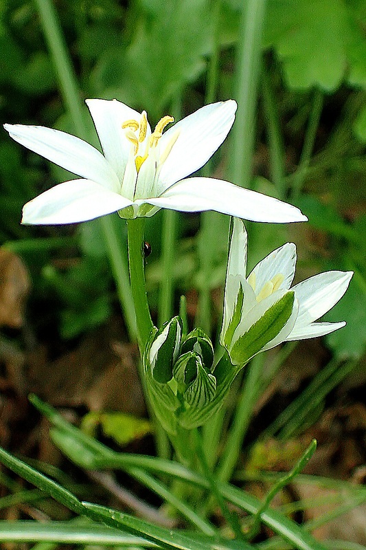 bledavka okolíkatá Ornithogalum umbellatum L