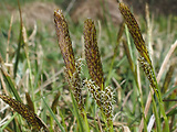 ostrica tôňomilná