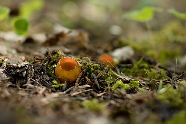 pohárovka ohnivá Caloscypha fulgens (Pers.) Boud.