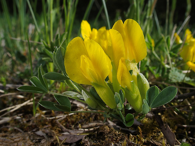 zanoväť regensburská Chamaecytisus ratisbonensis (Schaeff.) Rothm.