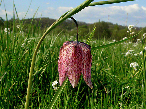 korunkovka strakatá Fritillaria meleagris L.