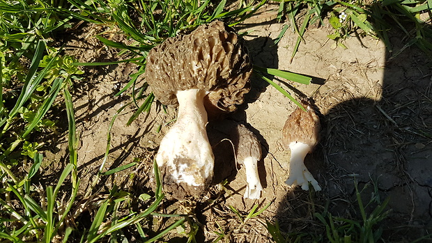 smrčok jedlý Morchella esculenta (L.) Pers.