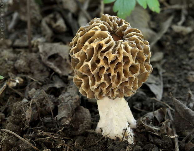 smrčok jedlý Morchella esculenta (L.) Pers.