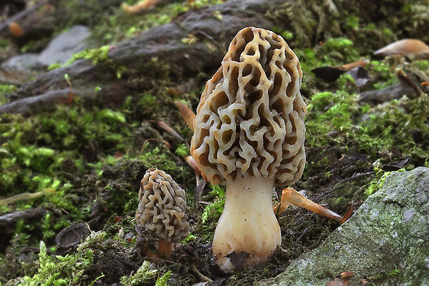 smrčok jedlý Morchella esculenta (L.) Pers.