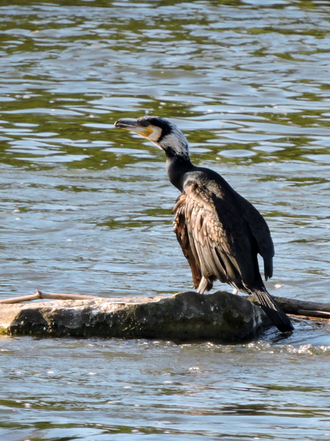 kormorán veľký  Phalacrocorax carbo