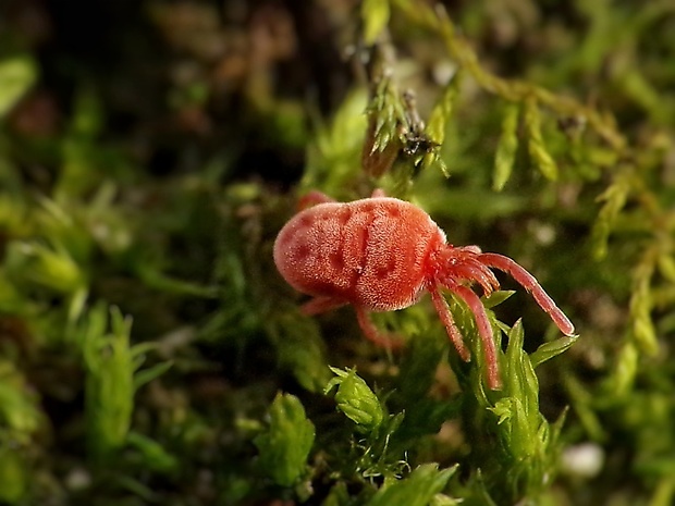 roztočík červený Trombidium holosericeum