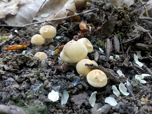 čírovnica májová Calocybe gambosa (Fr.) Donk