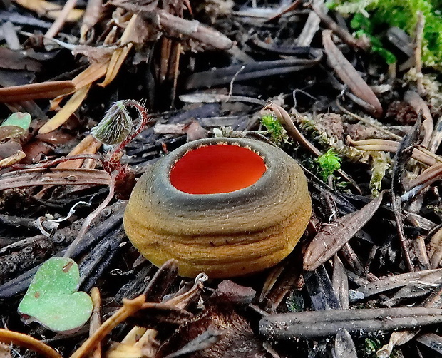 pohárovka ohnivá Caloscypha fulgens (Pers.) Boud.