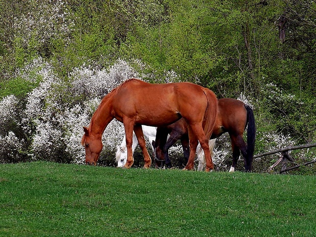 ... na jarnej paši Equus caballus