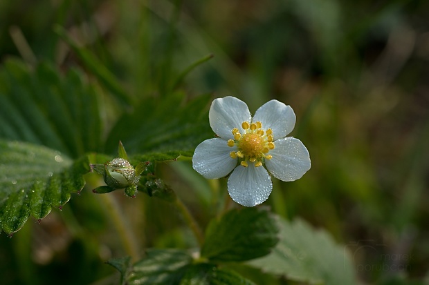 jahoda obyčajná Fragaria vesca L.