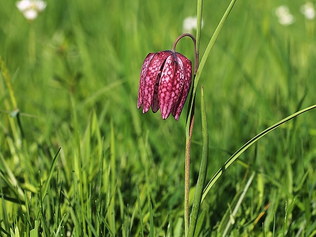 korunkovka strakatá Fritillaria meleagris L.