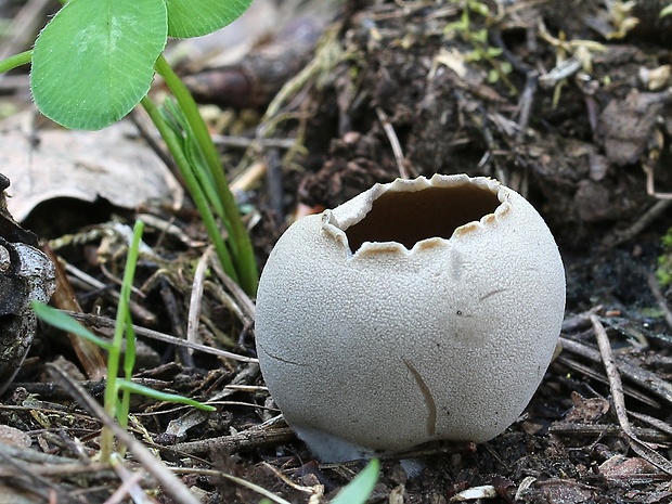 chriapač sosnový Helvella leucomelaena (Pers.) Nannf.