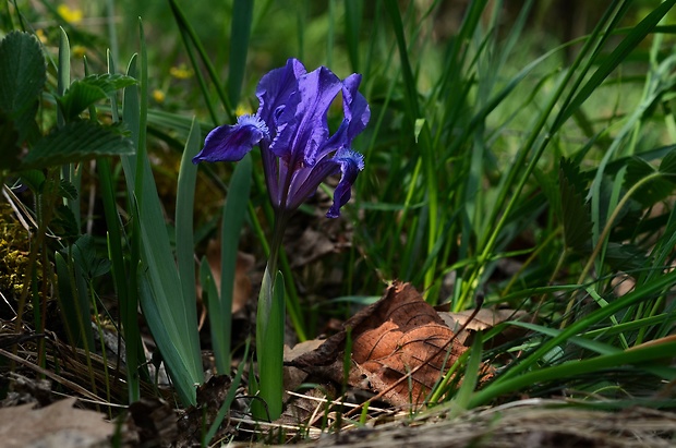 kosatec nízky Iris pumila L.