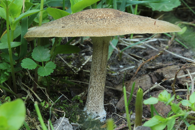 trúdnik strapkatý Lentinus substrictus (Bolton) Zmitr. & Kovalenko