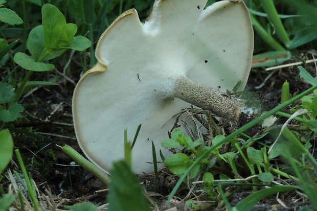 trúdnik strapkatý Lentinus substrictus (Bolton) Zmitr. & Kovalenko