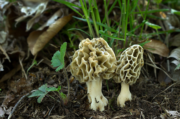 smrčok jedlý Morchella esculenta (L.) Pers.