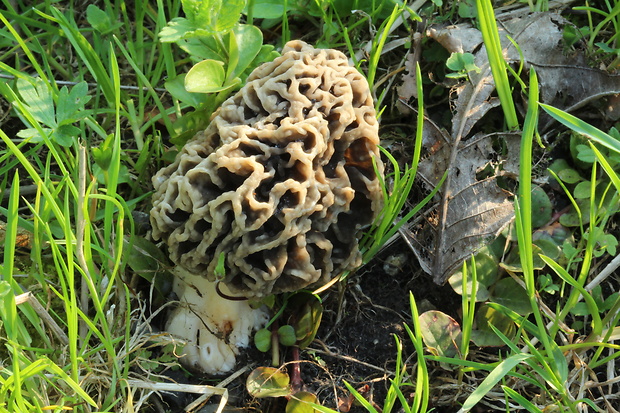 smrčok jedlý Morchella esculenta (L.) Pers.