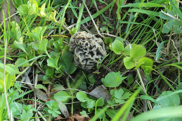 smrčok jedlý Morchella esculenta (L.) Pers.