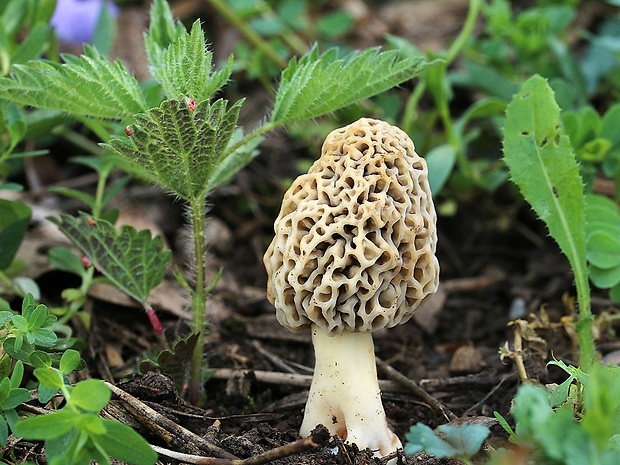 smrčok jedlý Morchella esculenta (L.) Pers.