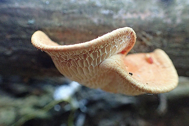 trúdnik Polyporus sp.