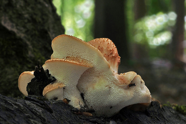 trúdnik Polyporus sp.