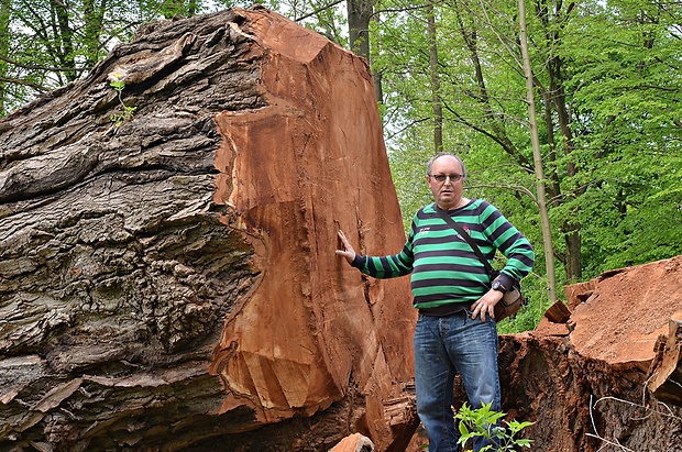 Zrezaný topoľ biely. Populus alba