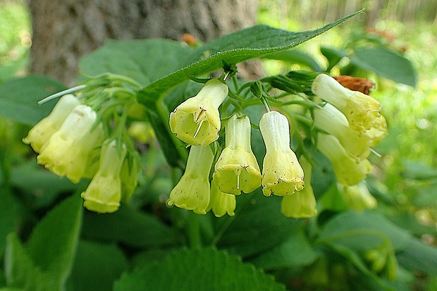 kostihoj hľuznatý Symphytum tuberosum L.