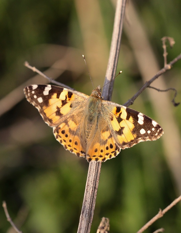 babôčka bodliaková  Vanessa cardui