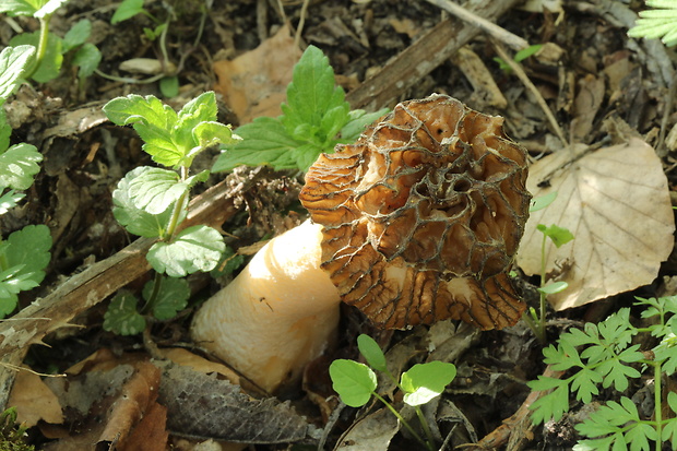 smrčkovec český Verpa bohemica (Krombh.) J. Schröt.