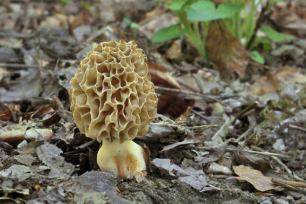 smrčok jedlý Morchella esculenta (L.) Pers.