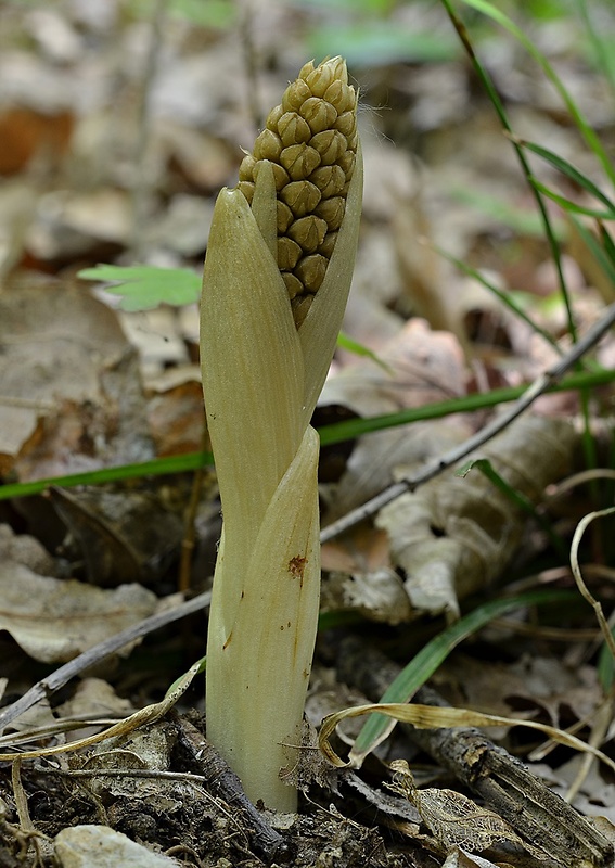 hniezdovka hlístová Neottia nidus-avis (L.) Rich.