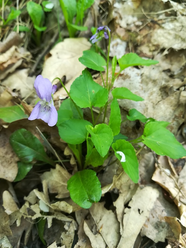 fialka lesná Viola reichenbachiana Jord. ex Boreau