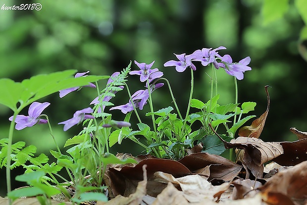 fialka Viola sp.