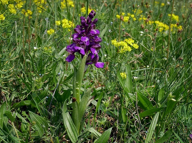 červenohlav obyčajný Anacamptis morio (L.) R. M. Bateman, A. M. Pringeon & M. W. Chase