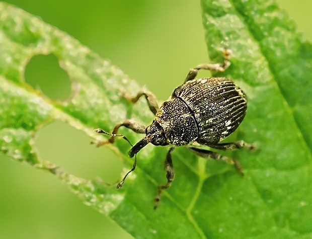 nosánik Datonychus urticae