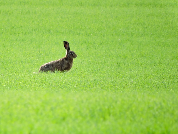 zajac poľný  Lepus europaeus