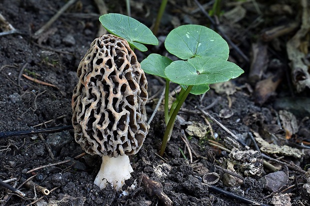 smrčok jedlý Morchella esculenta (L.) Pers.