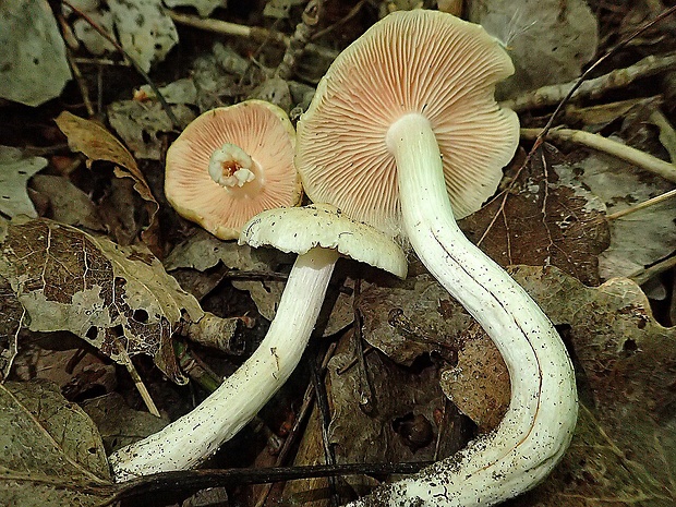 hodvábnica jarná Entoloma clypeatum (L.) P. Kumm.