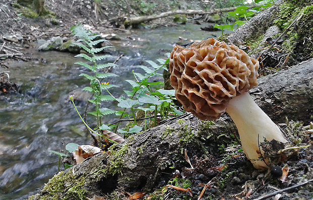 smrčok jedlý Morchella esculenta (L.) Pers.