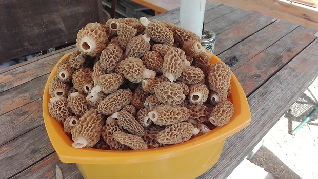 smrčok jedlý Morchella esculenta (L.) Pers.