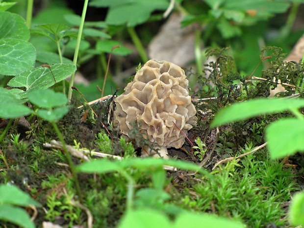 smrčok Morchella sp.