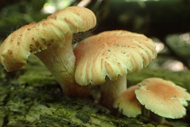 húževnatec pohárovitý Neolentinus schaefferi Redhead & Ginns