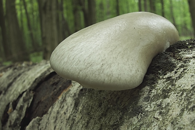 hliva závojová Pleurotus calyptratus (Lindblad ex Fr.) Sacc.