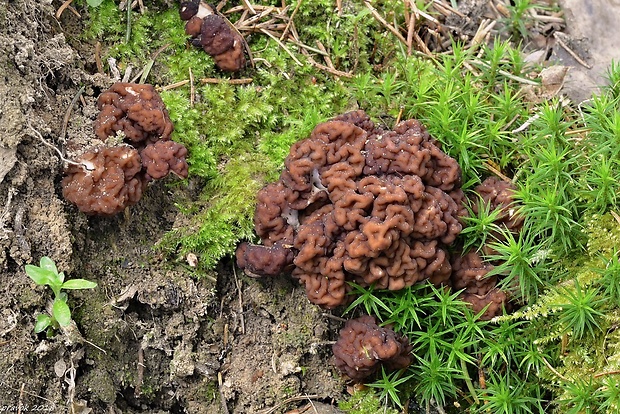 ušiak obyčajný Gyromitra esculenta (Pers.) Fr.