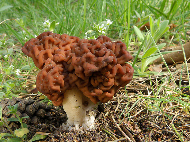 ušiak obyčajný Gyromitra esculenta (Pers.) Fr.