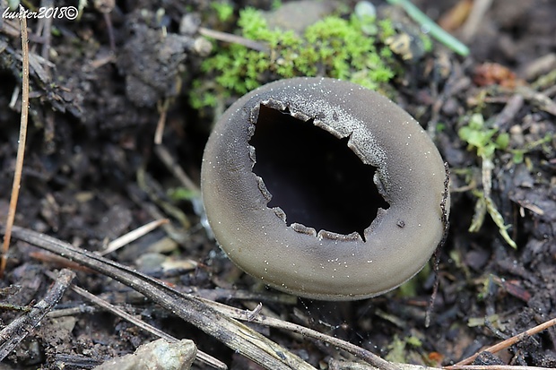 chriapač sosnový Helvella leucomelaena (Pers.) Nannf.