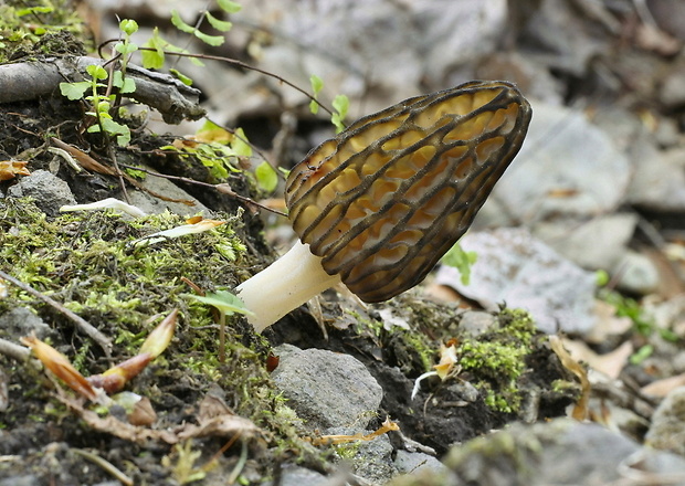 smrčok kužeľovitý Morchella conica Pers.