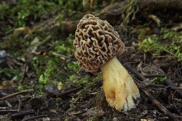 smrčok jedlý Morchella esculenta (L.) Pers.