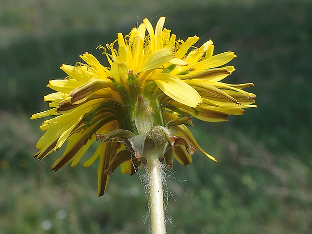 púpava podunajská Taraxacum danubium A. J. Richards