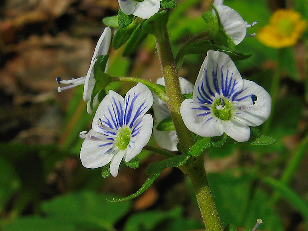 veronika dúškolistá Veronica serpyllifolia L.